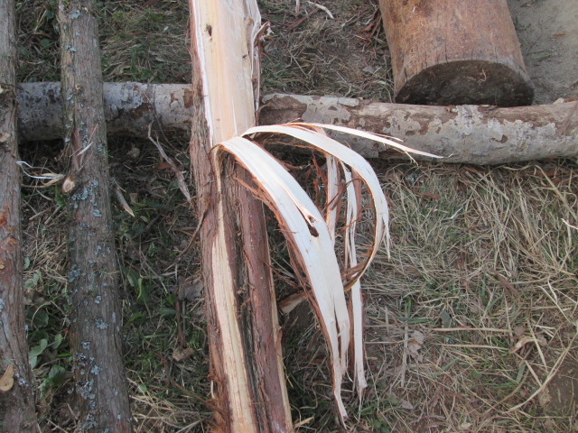 Фото 3. Можжевельник древесина, ветки, иглы, хвоя