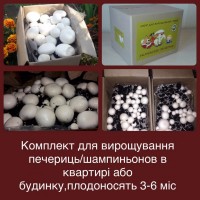 Комплект для вирощування грибів печериць /шампіньйонів в домашніх умовах