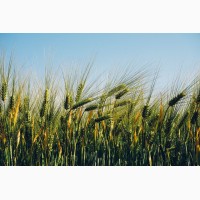 Семена озимой пшеници Алтиго 1-реп. (Лимогрейн)