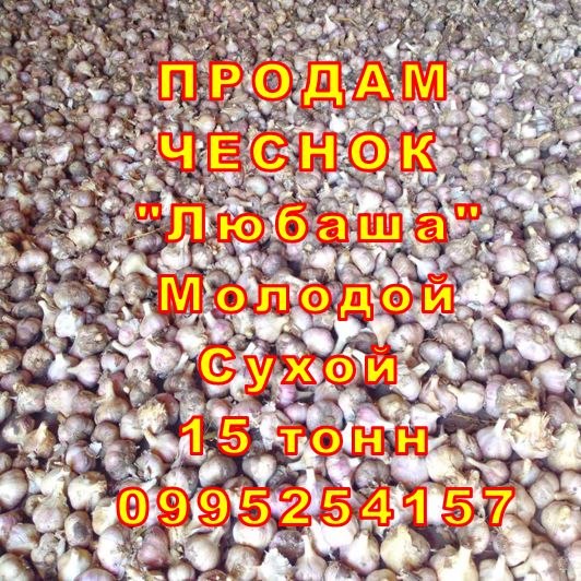 Фото 11. Опт 15 тонн ПРОДАМ Часник Любаша Посадковый Молодий Сухий Чеснок Посадочный Garlic