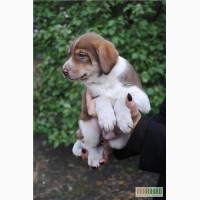 Метис лабрадора, щенок, кобель, 1.5 месяца,шоколадный и голубые