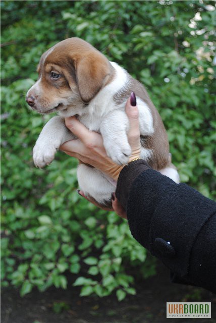 Фото 2. Метис лабрадора, щенок, кобель, 1.5 месяца,шоколадный и голубые