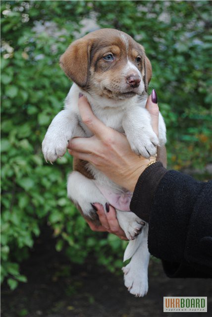 Фото 3. Метис лабрадора, щенок, кобель, 1.5 месяца,шоколадный и голубые