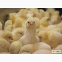 Продажа суточных цыплят бройлера Кобб-500, Шахтерск