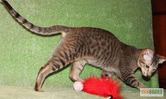 Фото 2. Ориентальный котенок окраса макрель