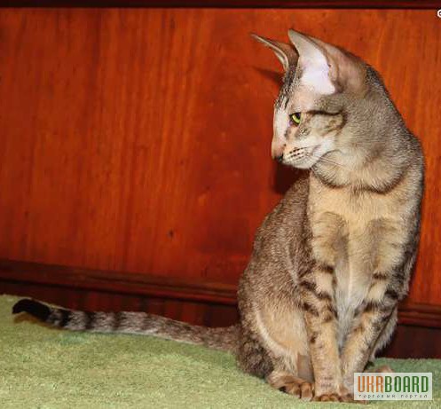 Фото 3. Ориентальный котенок окраса макрель