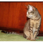 Ориентальный котенок окраса макрель