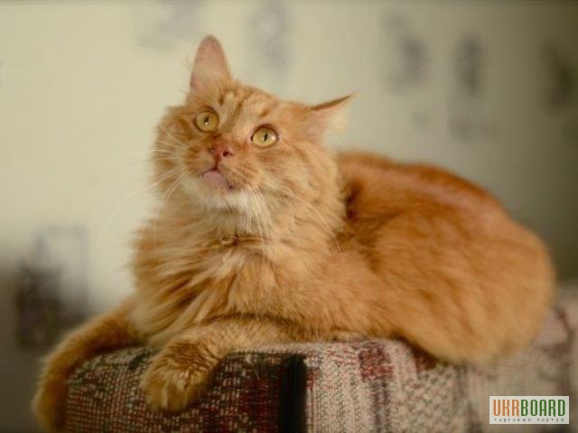 Фото 1/3. Пушистый сибирский рыжий кот