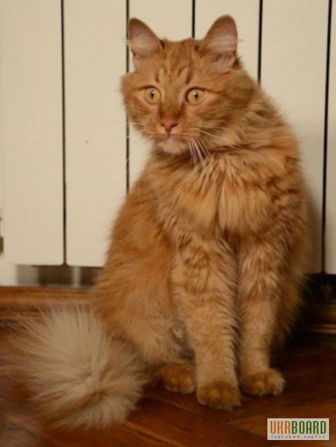 Фото 2. Пушистый сибирский рыжий кот