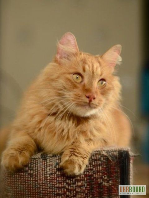 Фото 3/3. Пушистый сибирский рыжий кот