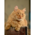 Пушистый сибирский рыжий кот