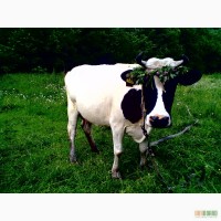 Продам дійну корову
