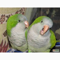 Продаётся Попугай-монах – дружелюбная, общительная, энергичная птица