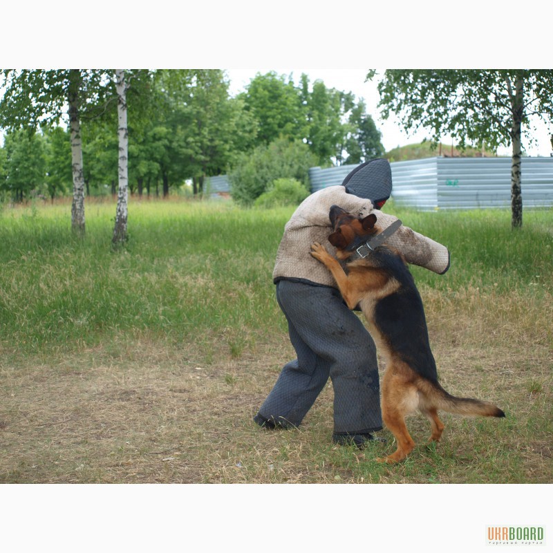 Фото 2. Дрессировка собак в Харькрве
