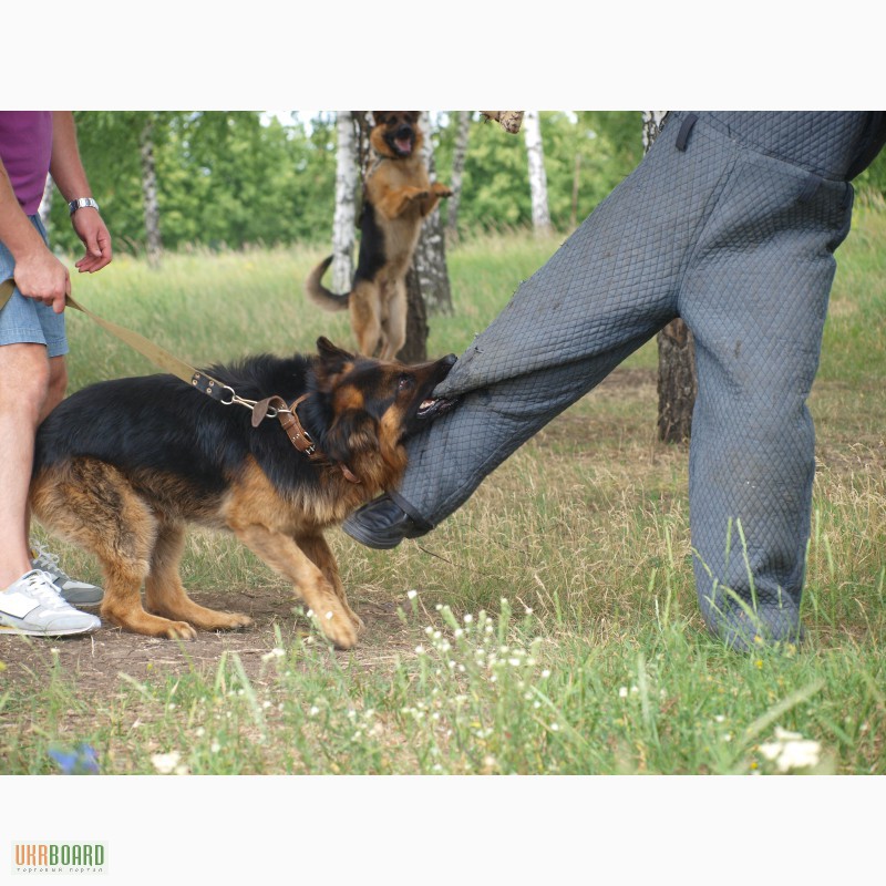 Фото 4. Дрессировка собак в Харькрве