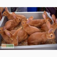 Продам кролики бургундські