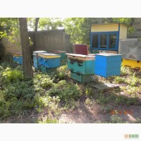 Ульи с пчелосемьями