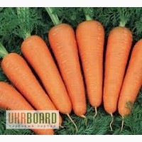 Продам морковь до 500 т в Одесской области