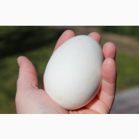 Продам гусиное инкубационное яйцо легарт, крупная серая. доставка по Украине
