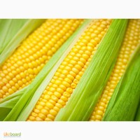Семена кукурузы Лювена ФАО 260