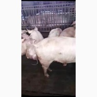 Продажа выбраковка, свиноматки живым весом (мясных пород.)