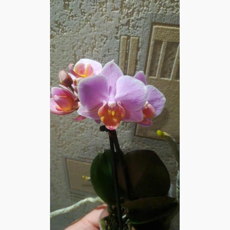 Фото 1/3. Мини орхидея/ отцветашки