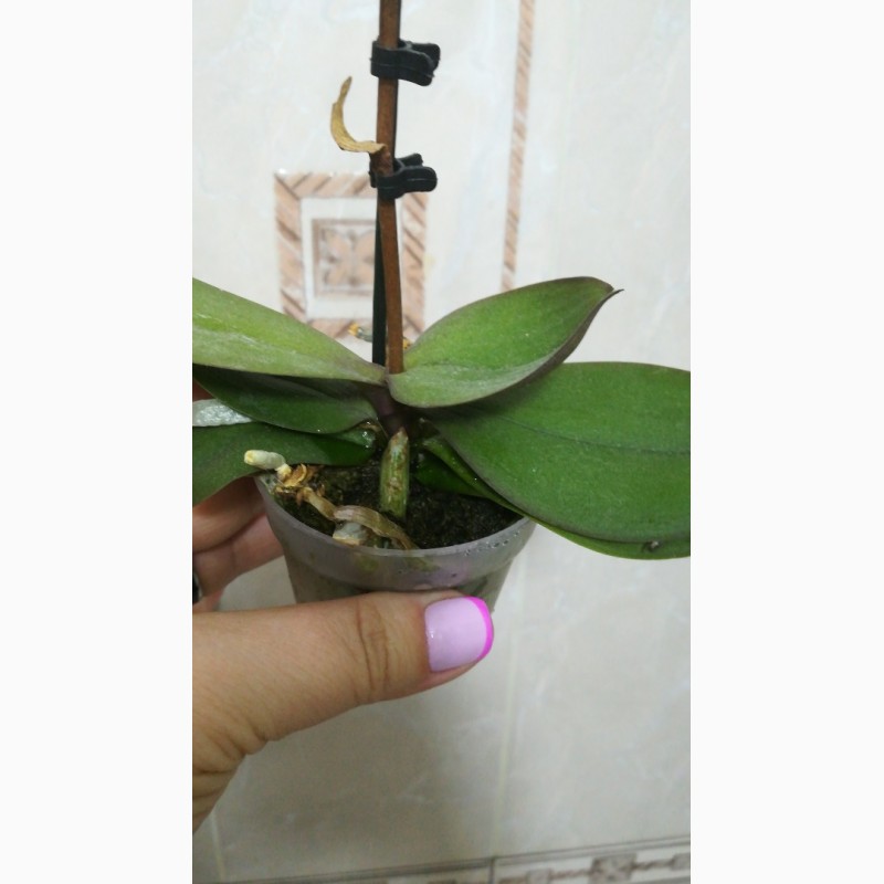 Фото 2. Мини орхидея/ отцветашки