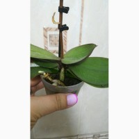 Мини орхидея/ отцветашки