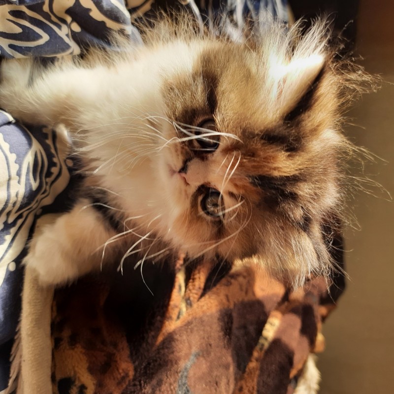 Персидская девочка котенок
