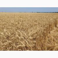 Продам насіння ультраранньої озимої пшениці ТЕХАС