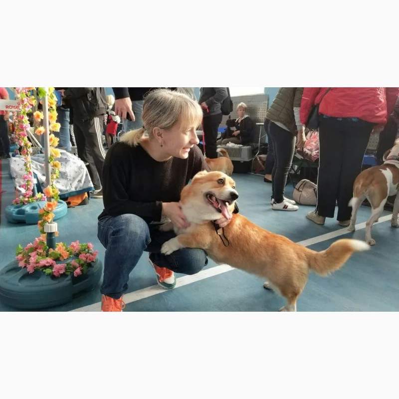 Фото 5. Зоопсихолог Одесса. Воспитание и дрессировка собак. Видеоконсультации онлайн