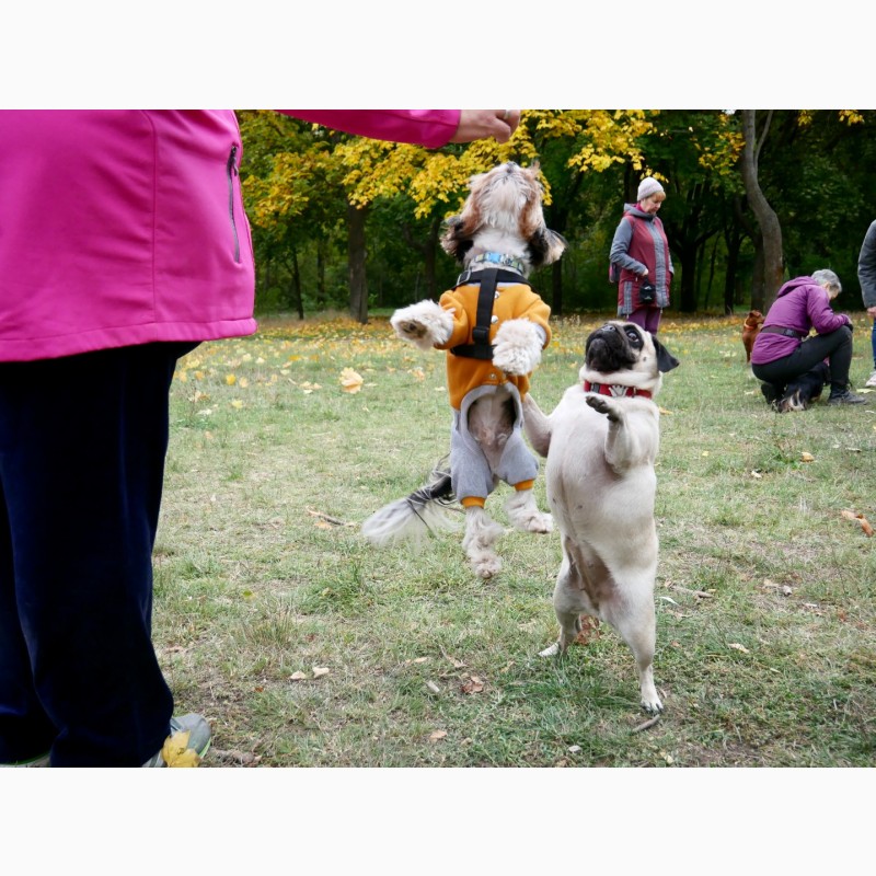 Фото 6. Зоопсихолог Одесса. Воспитание и дрессировка собак. Видеоконсультации онлайн