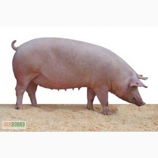Продам свиноматки вагою 120 - 140кг.мясної природи ПЕТРЕН,ДЮРОК,МАСТЛЕР,ЛАНД РАС.