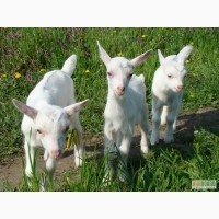 Продам коз и козочек зааненской породы
