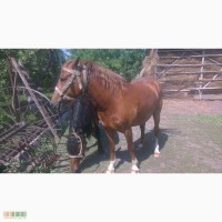 Продам пару коней(кінь та кобила)