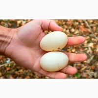 Продам утиное инкубационное яйцо