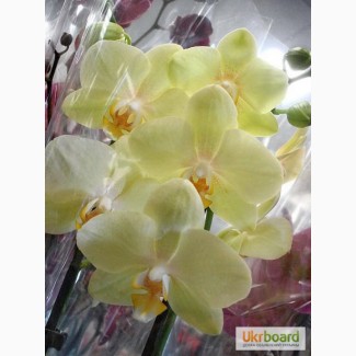 Желтая орхидея в Киеве