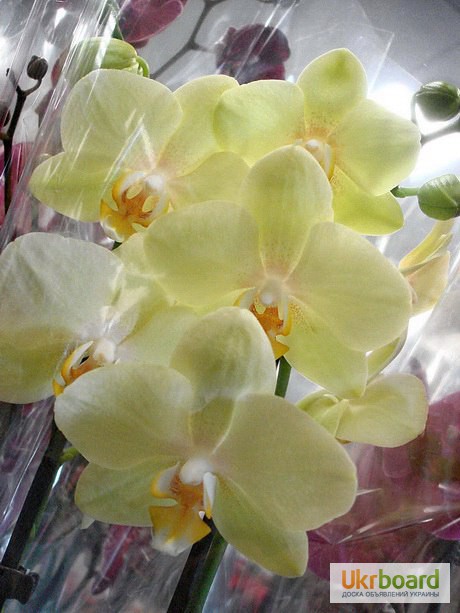 Фото 1/1. Желтая орхидея в Киеве