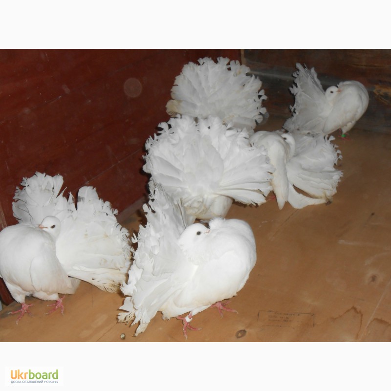 Фото 2. Продам ростовских статных голубей, белых павлинов, американов