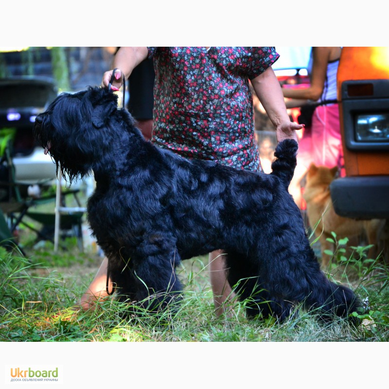 Фото 2. Продам щенков черного терьера от Интерчемпиона