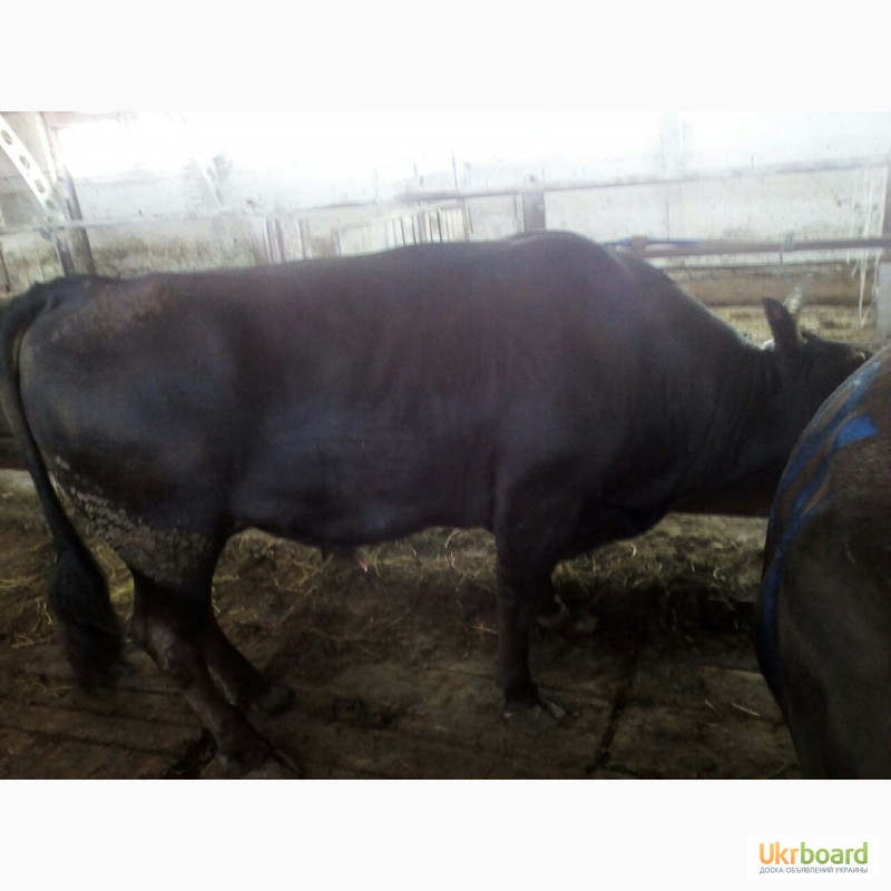 Фото 2. Продам говядину живьем корова и бык на экспорт