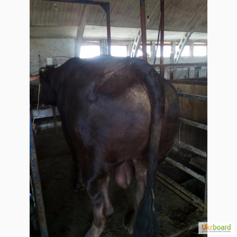 Фото 4. Продам говядину живьем корова и бык на экспорт