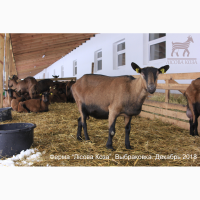 Взрослые племенные козы Альпийской породы - Выбраковка из основного стада