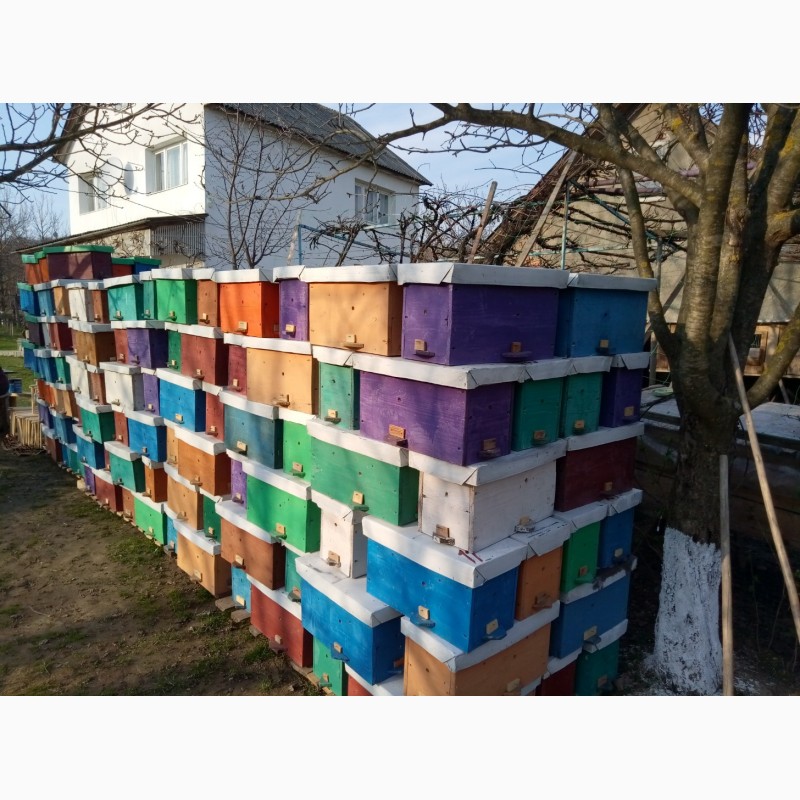 Фото 10. Продам Бджолопакети карпатської породи 2019