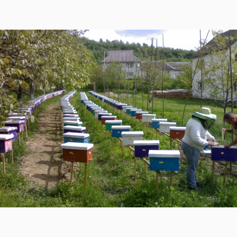 Фото 17. Продам Бджолопакети карпатської породи 2019
