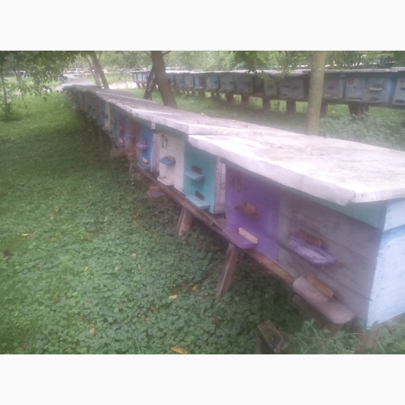 Фото 18. Продам Бджолопакети карпатської породи 2019
