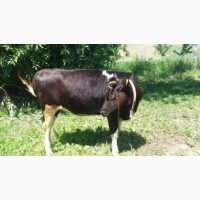 Куплю худобу від населення в Житомирській і сусідніх області