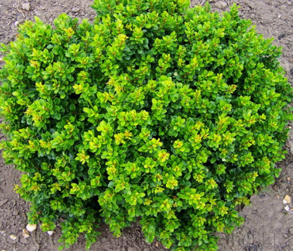 Фото 2. Продам саженцы Барбариса и много других растений (опт от 1000 грн)