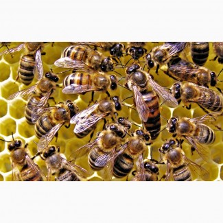 Пчелосемьи продам Новая Каховка