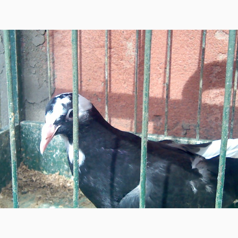 Фото 2. Продам элитных одесских голубей